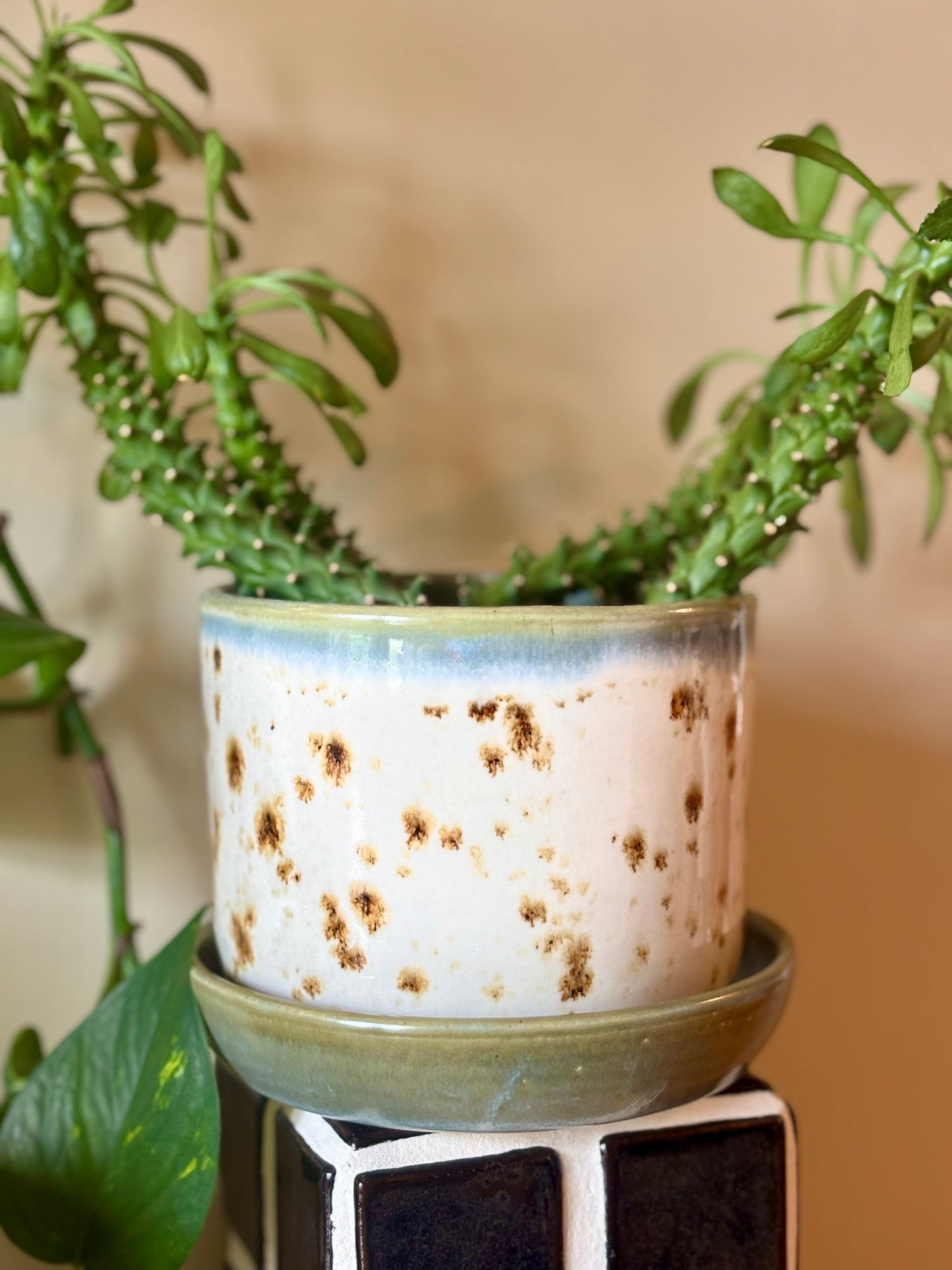 Speckled 5 in. Planter with Drip Plate - Appaloosa Collection