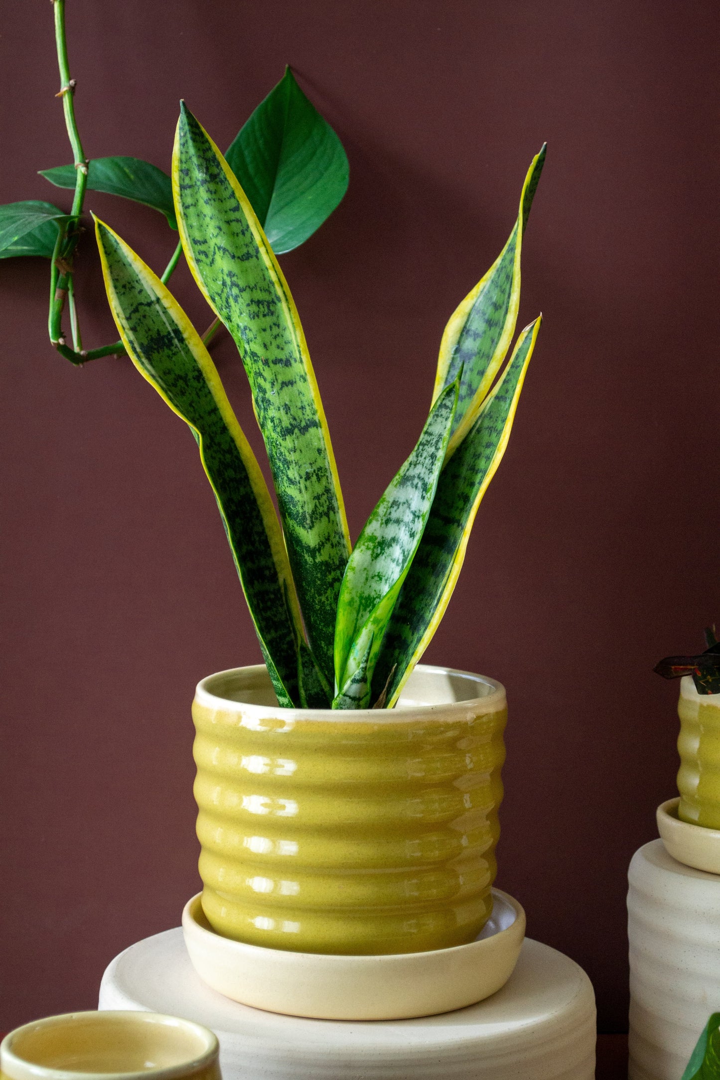 PREORDER: Yellow/Pear Ceramic Ripple Pot Planter with Drip Plate - Ships May 3rd