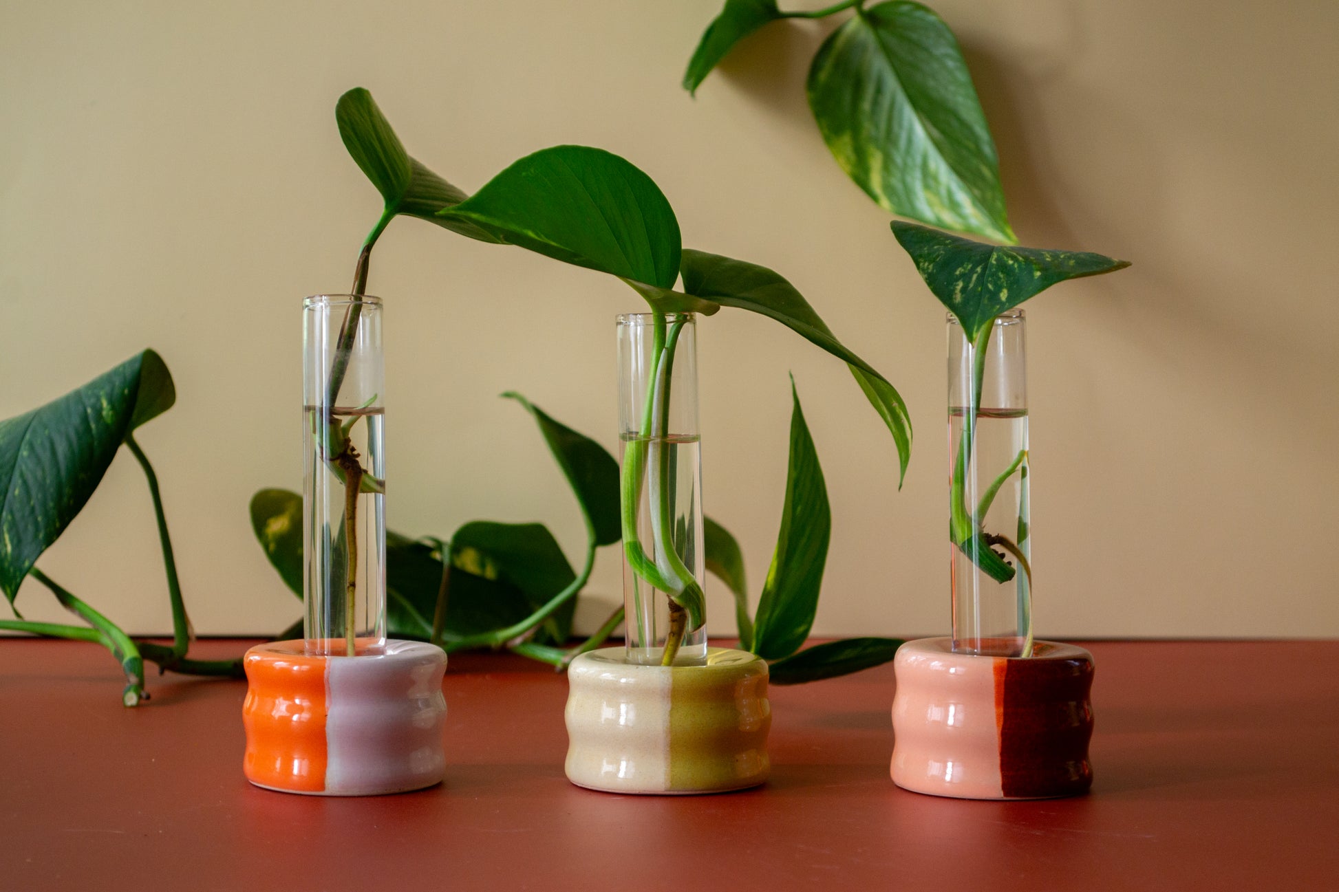 test tube succulent Propagation Stand with Test Tube – Castoe Pots